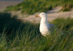 Borkum - Möwe in den Dünen