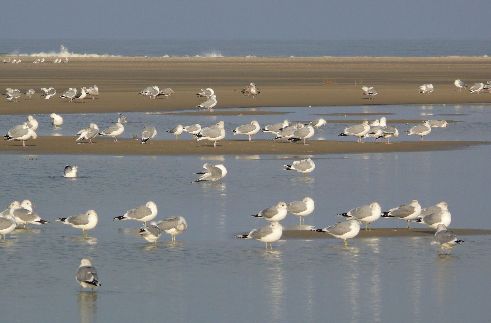 Borkum - "Möwenstreik"