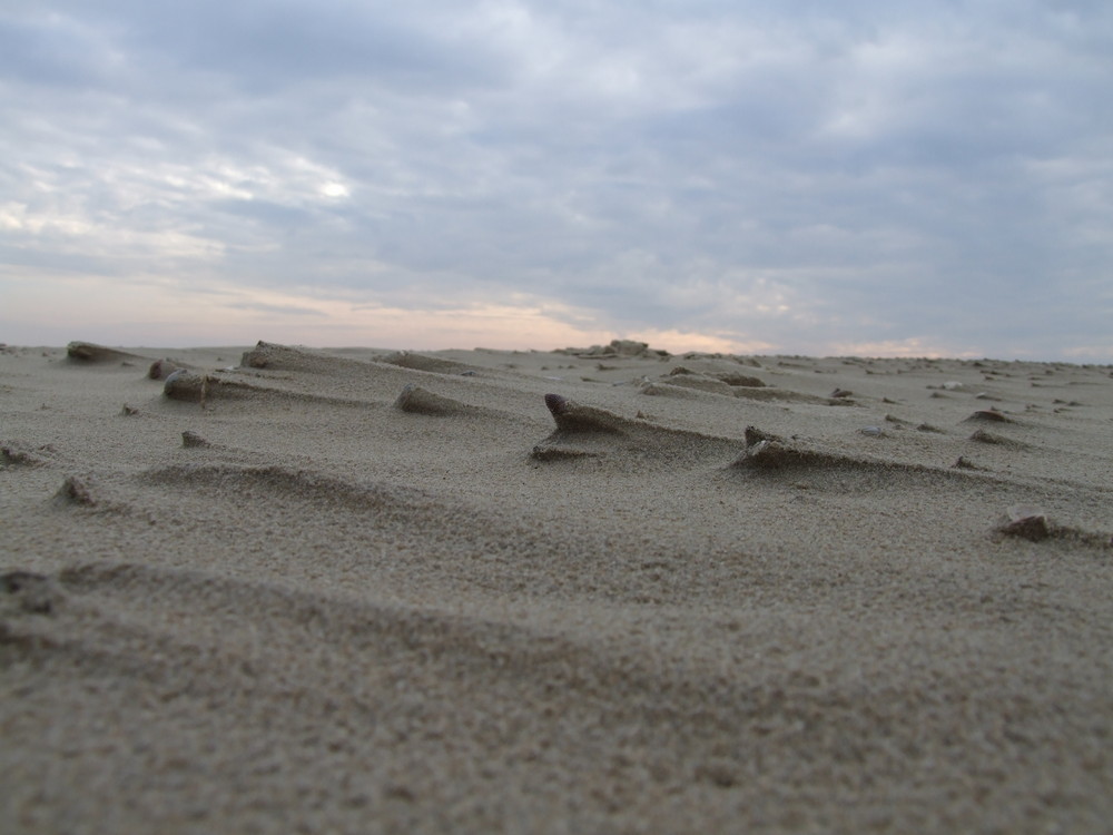 Borkum - Muscheln verweht...