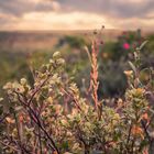 Borkum | Natur | 1