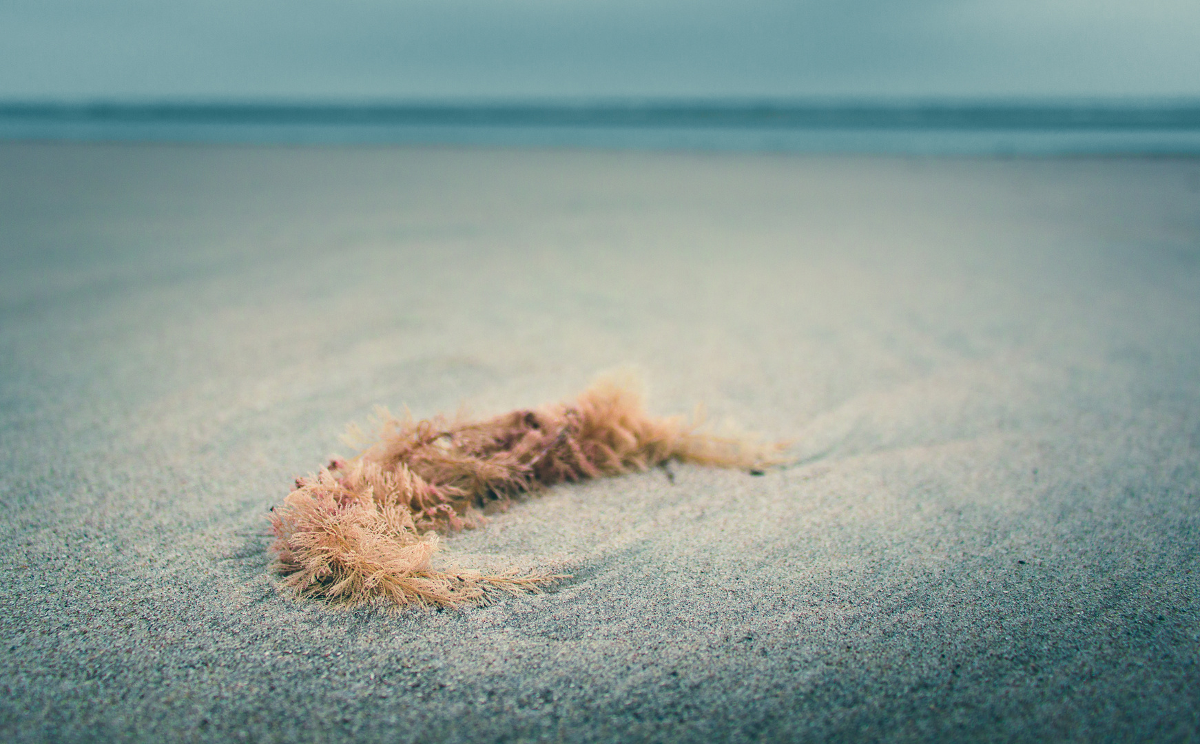 Borkum | Natur | 2