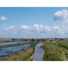 Borkum: Ostland / Hooge Hörn - Mein bevorzugtes "Wanderrevier"