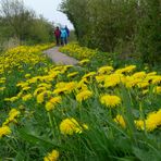 Borkum - Rad- und Wanderweg auf dem Upholmdeich