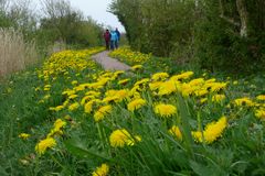 Borkum - Rad- und Wanderweg auf dem Upholmdeich