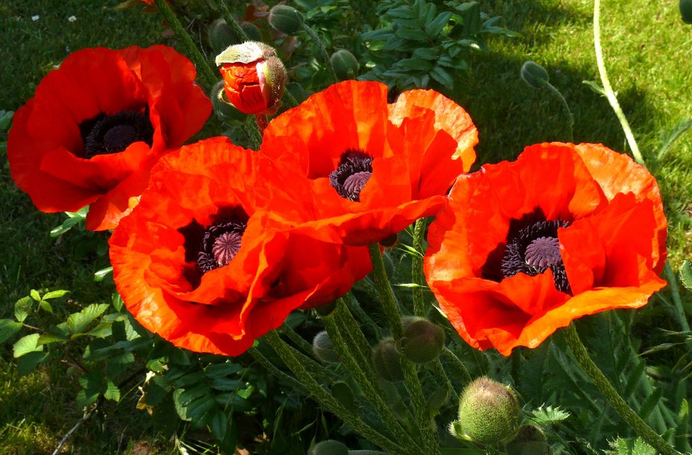 Borkum - Schöner "Insel"-Mohn