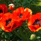 Borkum - Schöner "Insel"-Mohn