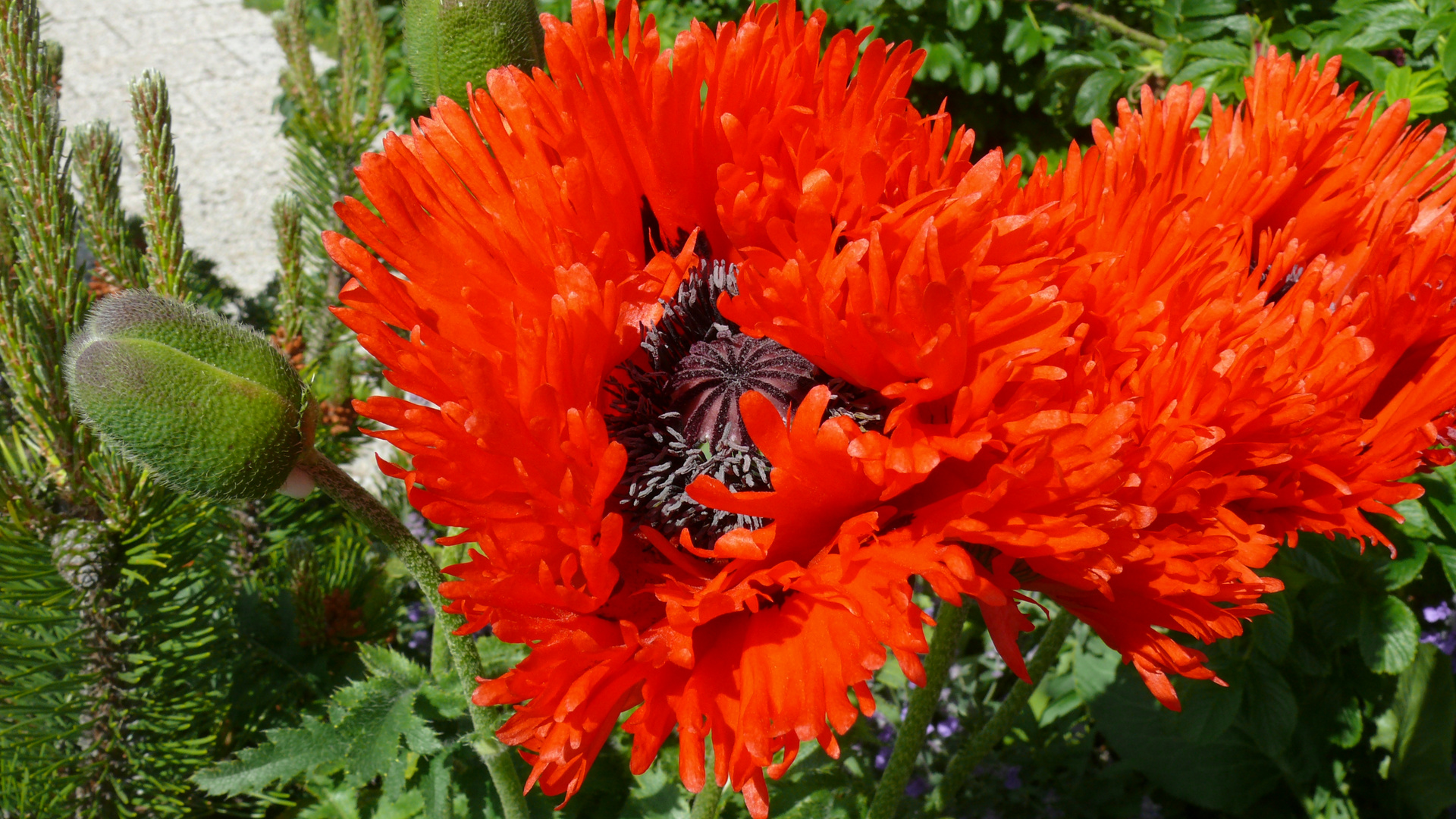 Borkum - Schöner Inselmohn ...