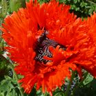 Borkum - Schöner Inselmohn ...