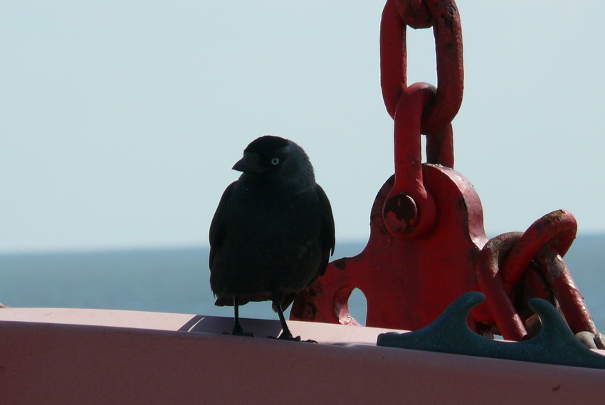 Borkum - Schwarzfahrer an Bord der Fähre Borkum- Emden