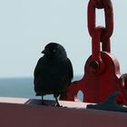 Borkum - Schwarzfahrer an Bord der Fähre Borkum- Emden