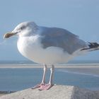 Borkum  -  Sie hat alles im Blick 