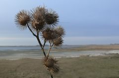 Borkum - "Stachelinge Inselschönheit"