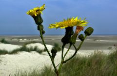 Borkum - Strandblume