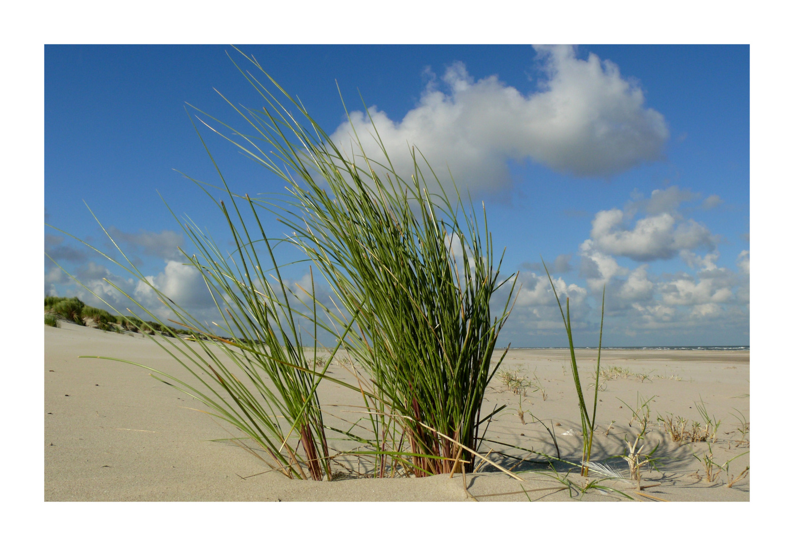 Borkum - Strandhafer