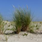 Borkum - Strandhafer