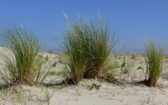 Borkum - Strandhafer