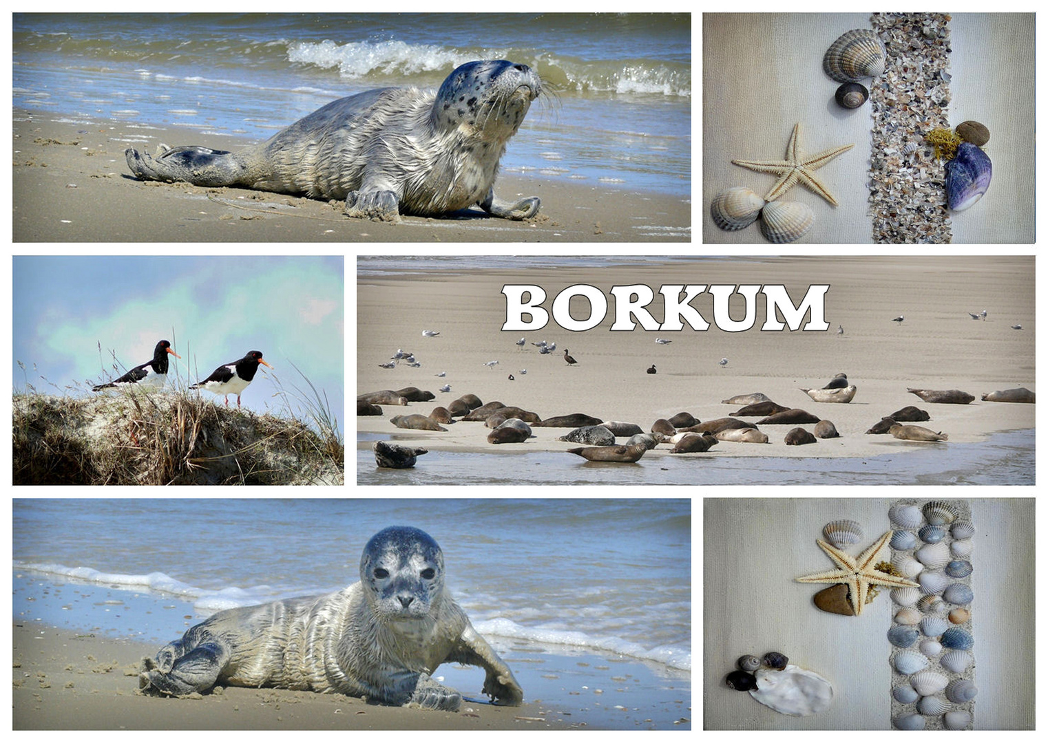 Borkum - Tierisches Kartenmotiv