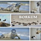 Borkum - Tierisches Kartenmotiv