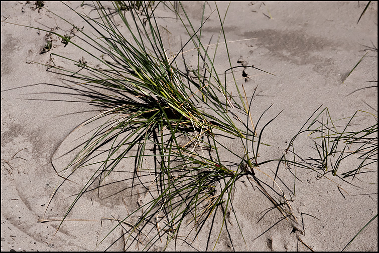 Borkum V