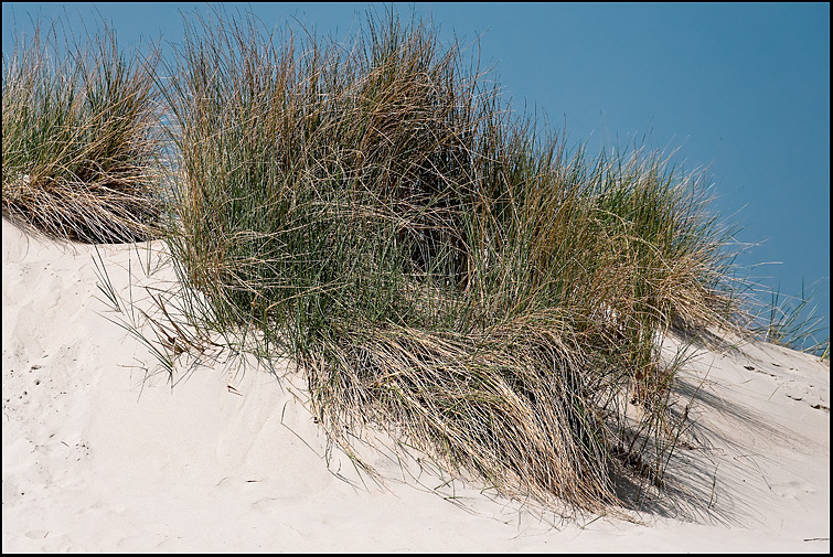 Borkum VI