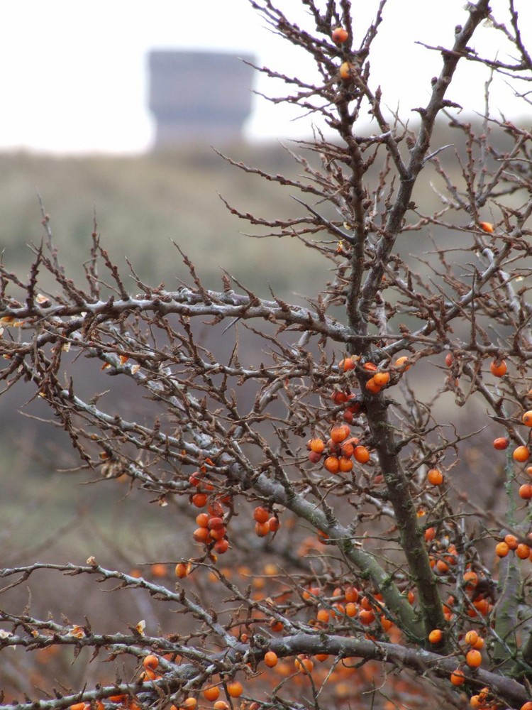 Borkum - Wasserturm hinter dem Sandorn...