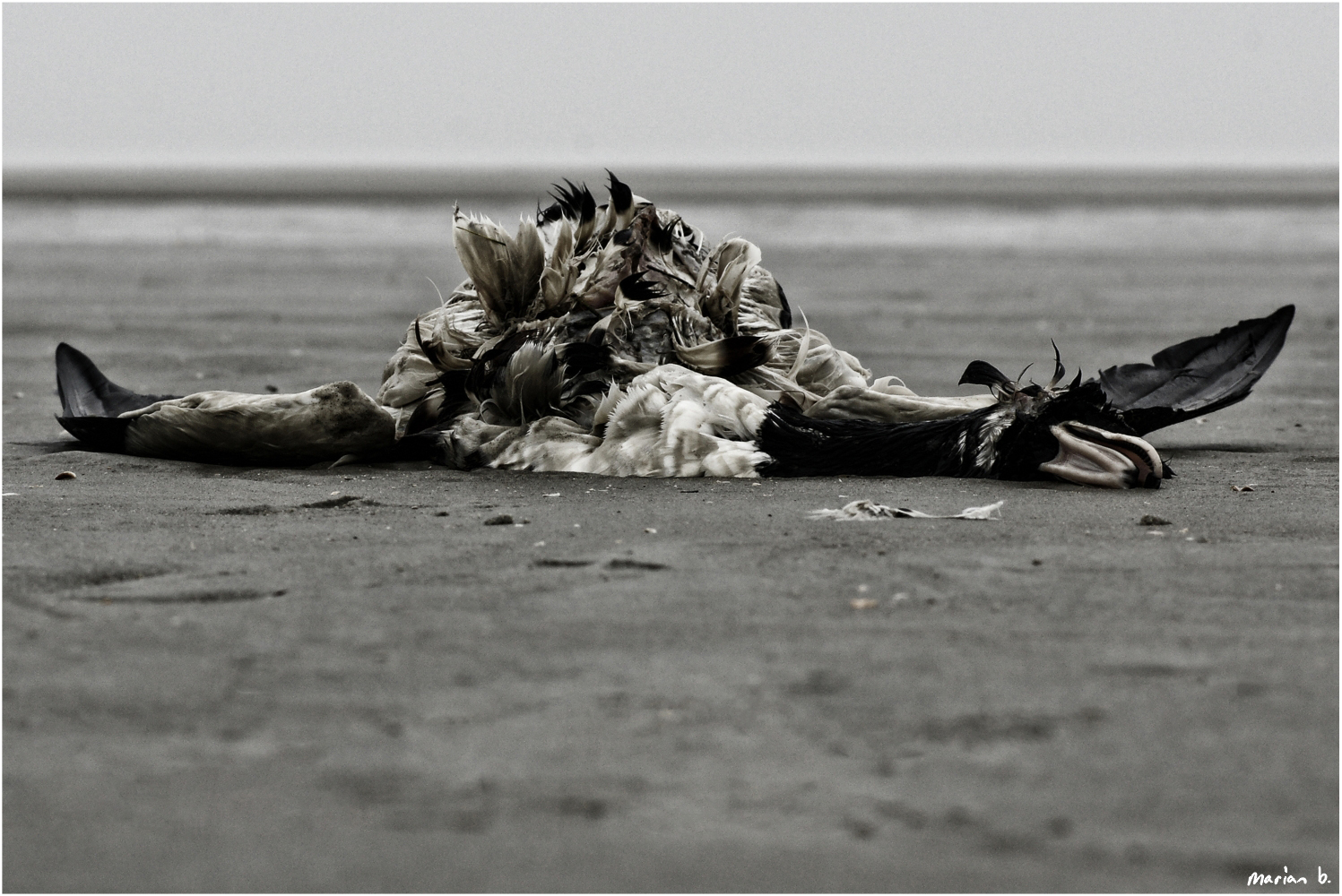 borkum.dead-bird