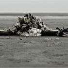 borkum.dead-bird