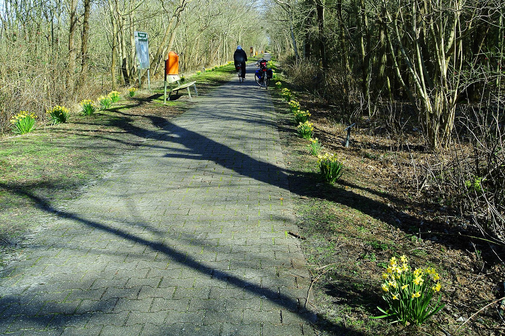 Borkumer Narzissen-Allee an der Waterdelle Richtung Ostland