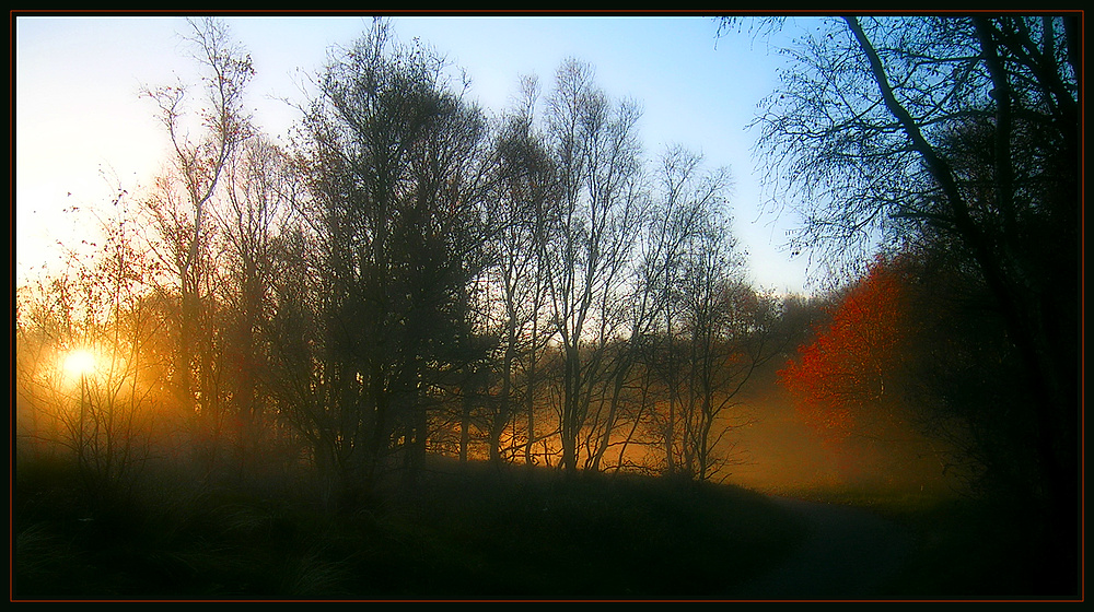 Borkumer Waldweg am Morgen