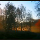 Borkumer Waldweg am Morgen