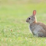 Borkumer Wildkaninchen