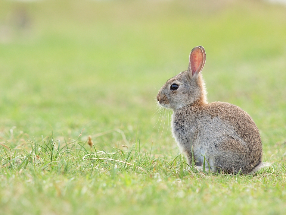 Borkumer Wildkaninchen