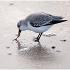 borkum.sandpiper