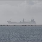 borkum.seal-bank