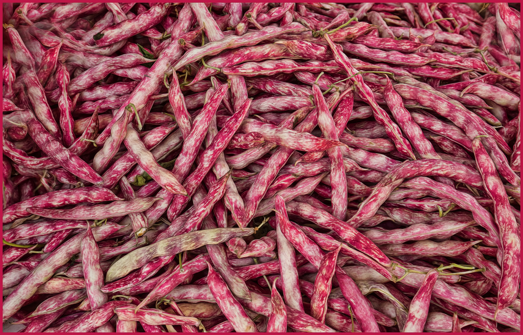 Borlotti