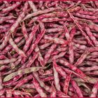 Borlotti