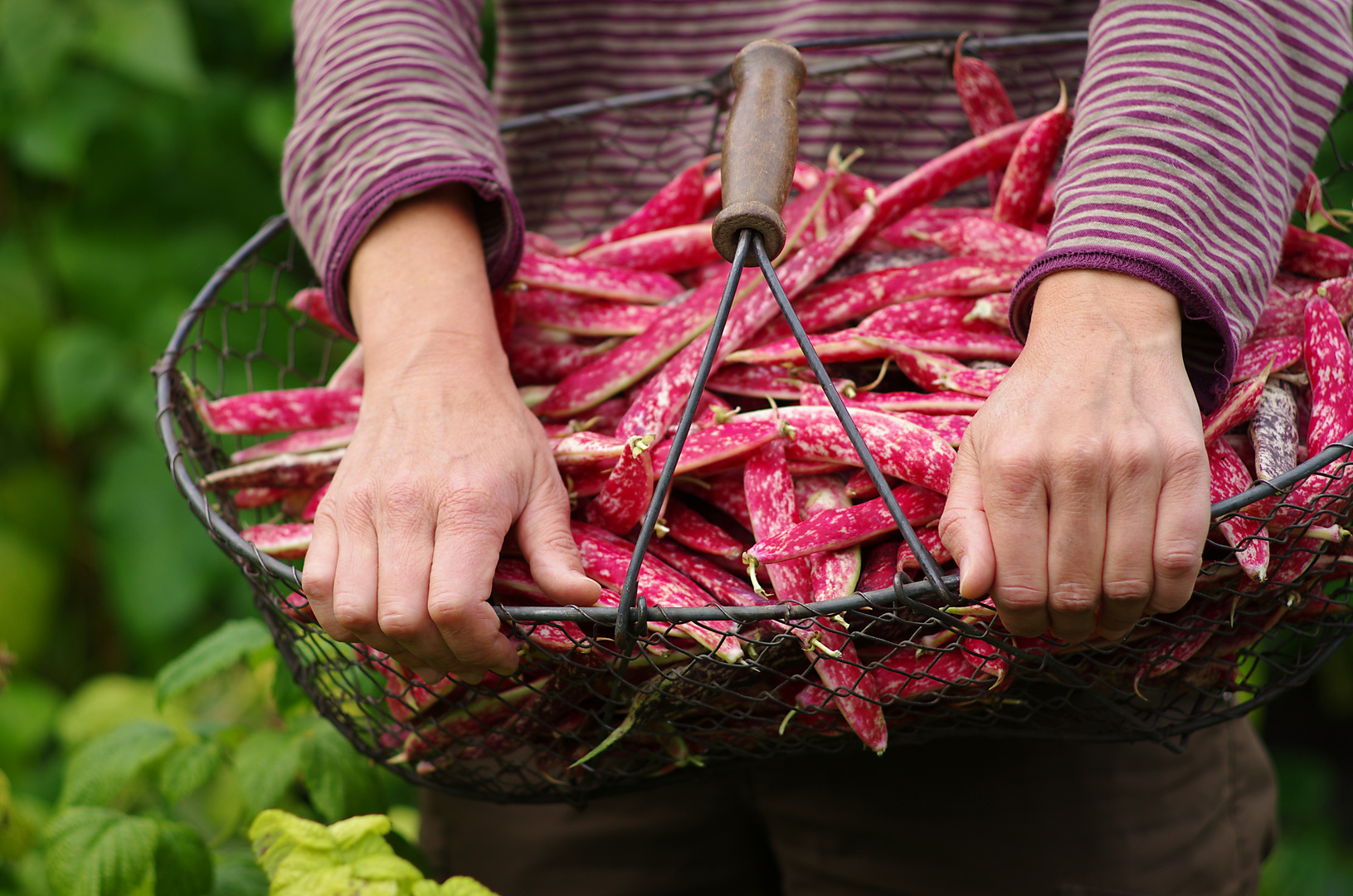 Borlotti aus dem Garten