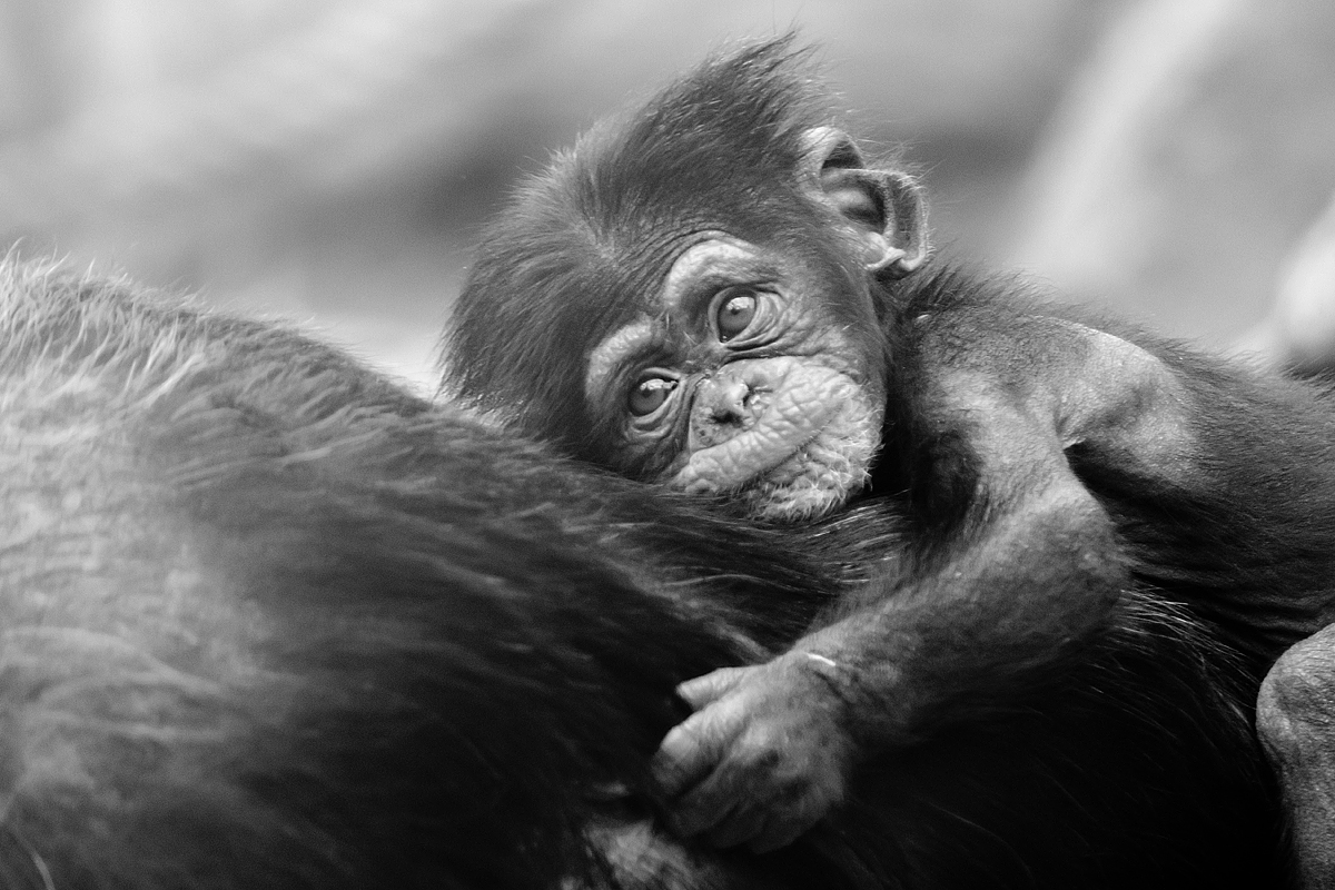 Born 2015 - Zoom Erlebniswelt