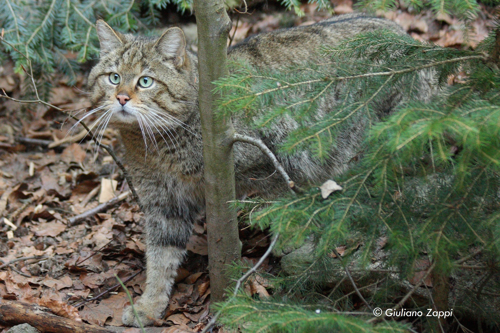 Born to be free (Felis silvestris)