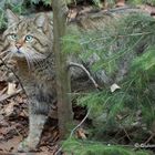 Born to be free (Felis silvestris)