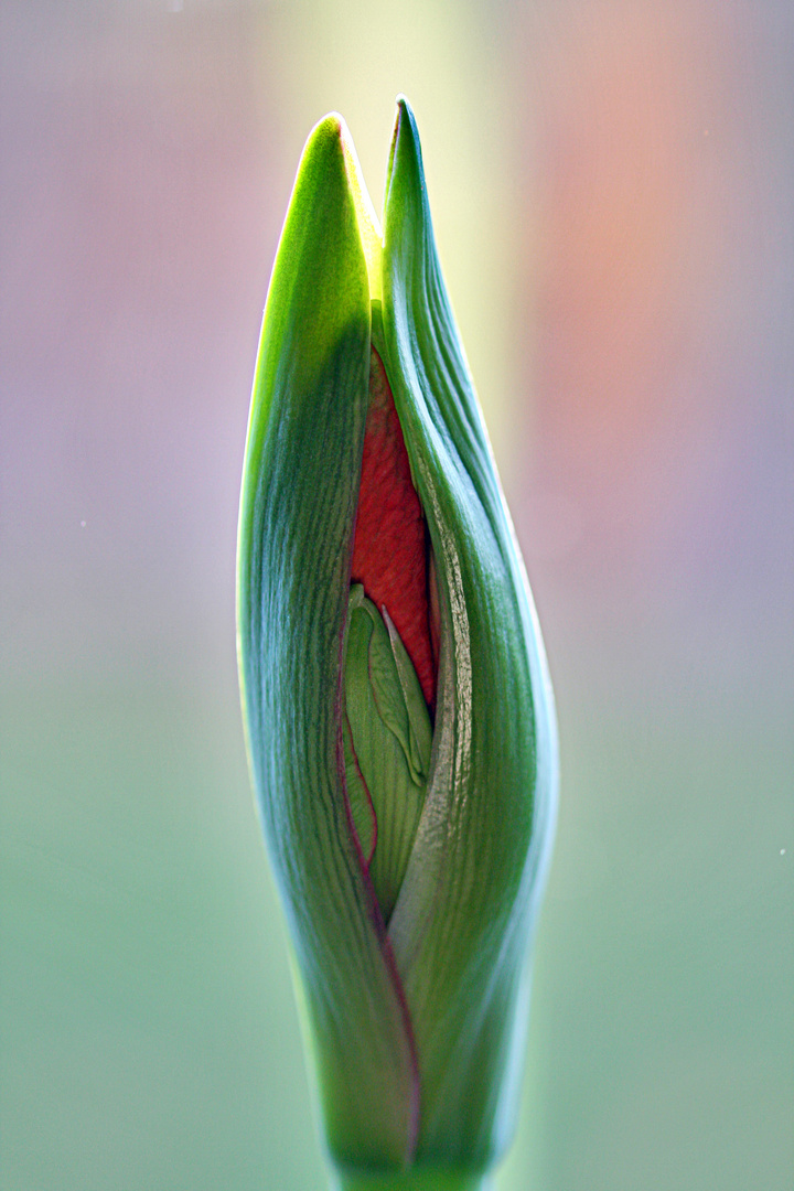 born to be red.....