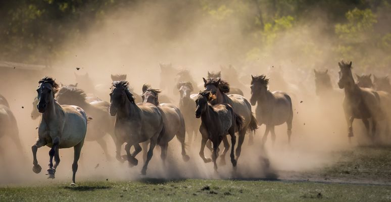 ...born to be wild...