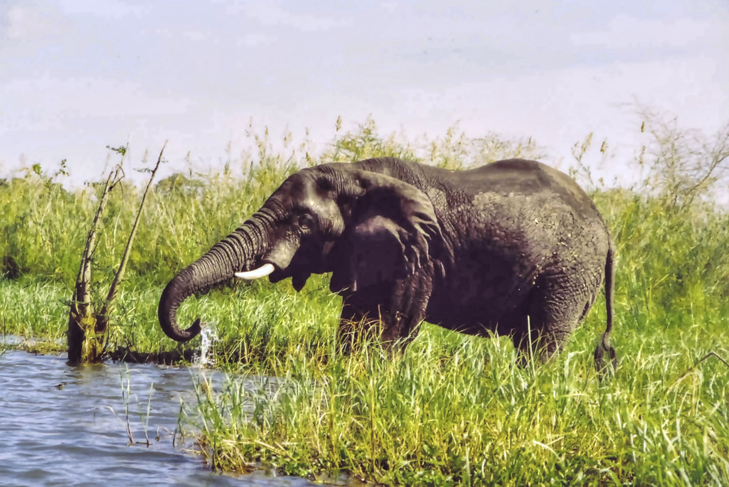 BORN TO BE WILD and FREE, MALAWI, AFRICA