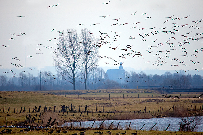 Born to be wild - Nordische Zugvögel - Wildgänse am Niederrhein