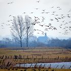 Born to be wild - Nordische Zugvögel - Wildgänse am Niederrhein