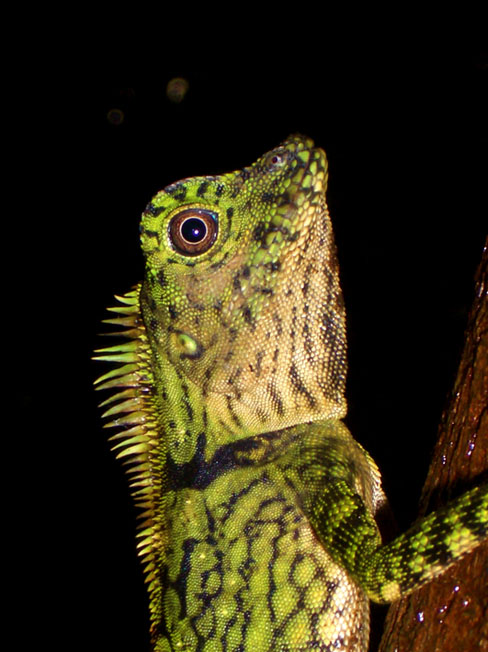 Bornean Angle-headed Lizard (Gonocephalus bornensis)