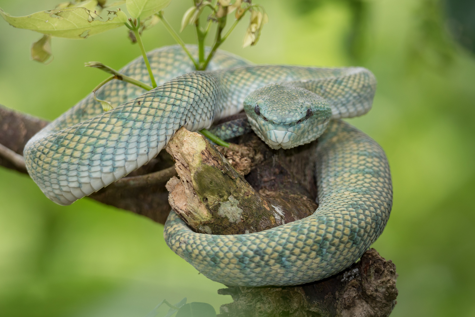 Bornean Keeled Pit Viper  