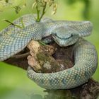 Bornean Keeled Pit Viper  