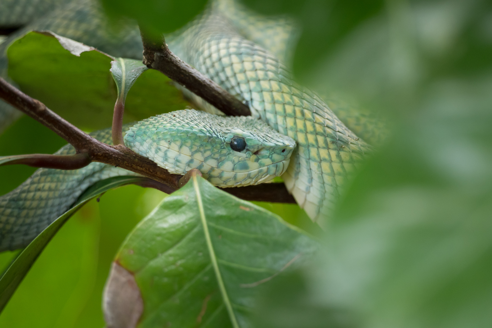 Bornean Keeled Pit Viper