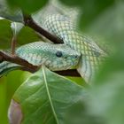 Bornean Keeled Pit Viper